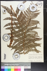 Polystichum retrosopaleaceum image