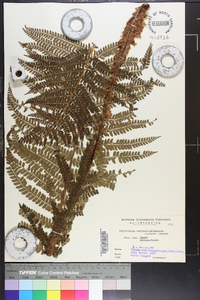 Polystichum retrosopaleaceum image