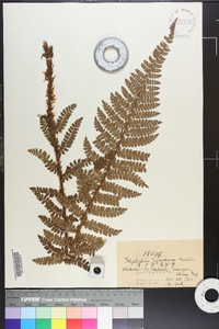 Polystichum tagawanum image