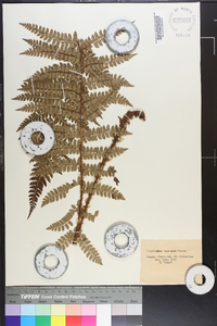 Polystichum tagawanum image