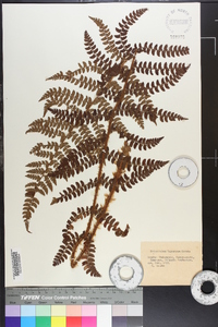 Polystichum tagawanum image