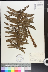 Polystichum tagawanum image