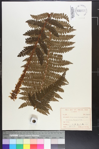 Polystichum tagawanum image