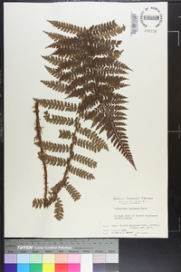 Polystichum tagawanum image