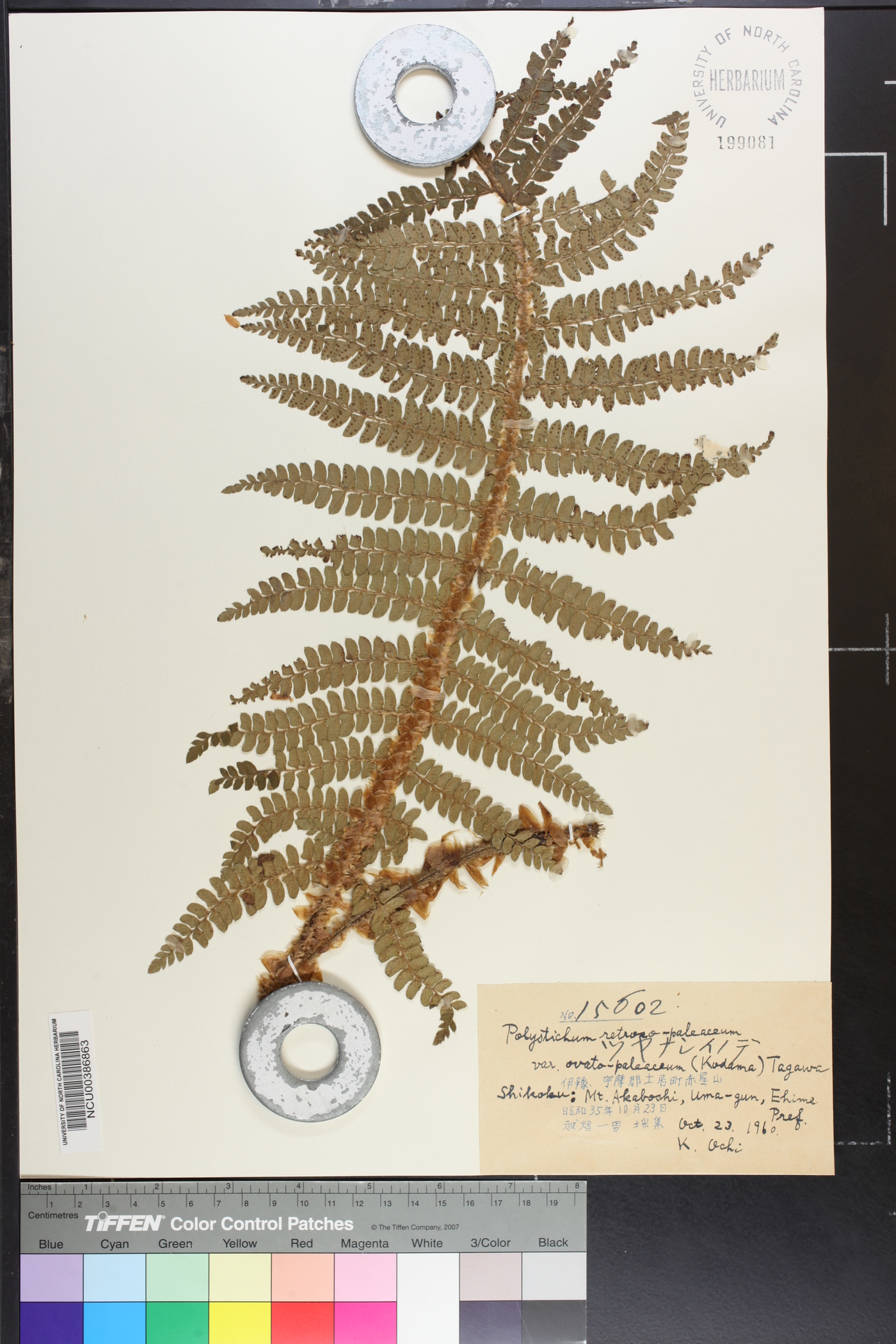 Polystichum ovatopaleaceum image