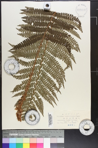 Polystichum retrosopaleaceum image