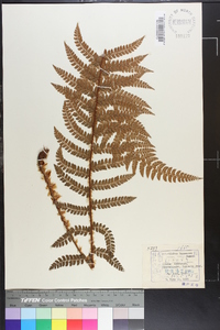 Polystichum tagawanum image