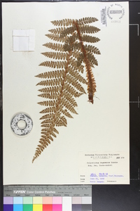 Polystichum tagawanum image