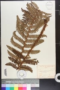 Polystichum tagawanum image