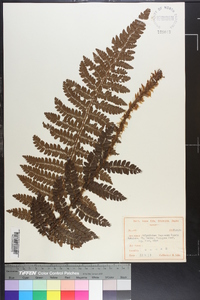 Polystichum tagawanum image