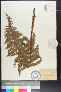 Polystichum tagawanum image