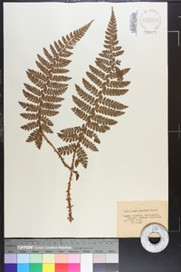 Polystichum tagawanum image