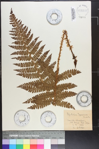 Polystichum tagawanum image