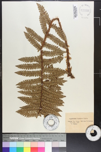 Polystichum tagawanum image