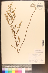 Symphyotrichum subulatum var. subulatum image