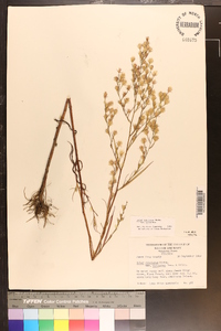 Symphyotrichum subulatum var. subulatum image