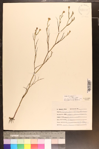 Aster tenuifolius image