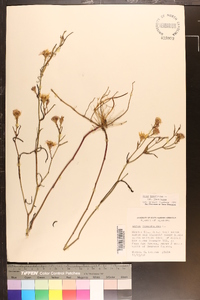 Aster tenuifolius image