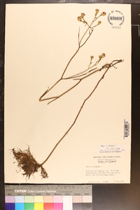 Aster tenuifolius image