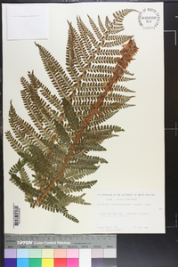 Polystichum retrosopaleaceum image