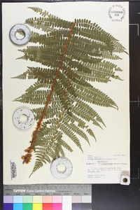 Polystichum retrosopaleaceum image