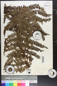 Polystichum retrosopaleaceum image