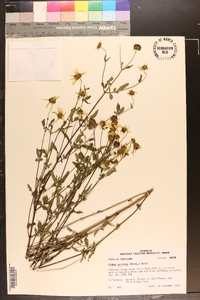 Bidens aristosa image