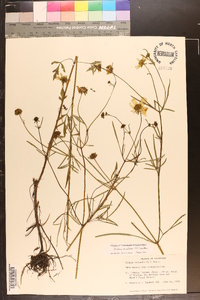 Bidens aristosa image