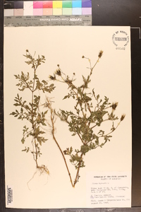 Bidens bipinnata image