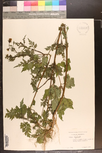 Bidens bipinnata image