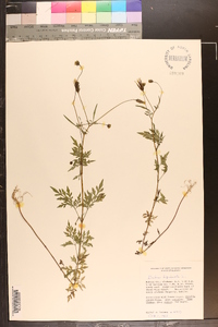 Bidens bipinnata image