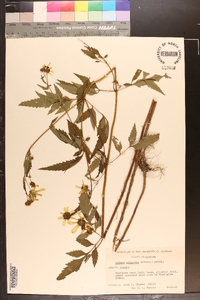 Bidens aristosa image