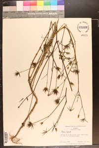 Bidens bipinnata image