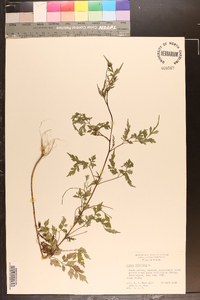 Bidens bipinnata image