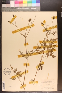 Bidens bipinnata image