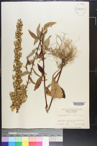 Solidago erecta image