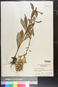 Solidago erecta image