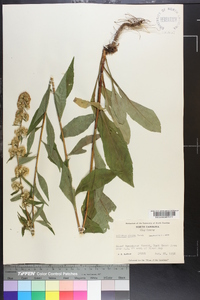 Solidago erecta image