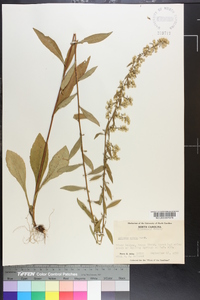 Solidago erecta image