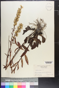 Solidago erecta image