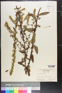 Solidago erecta image