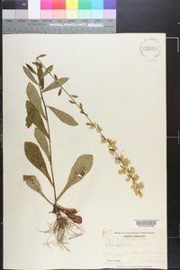 Solidago erecta image