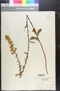 Solidago erecta image