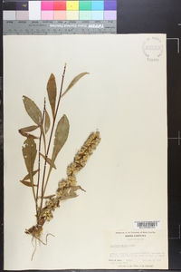 Solidago erecta image