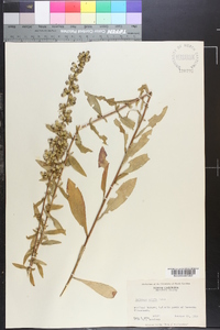 Solidago erecta image