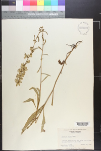 Solidago erecta image