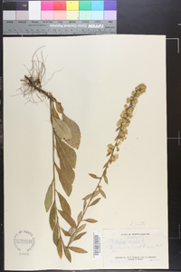 Solidago erecta image