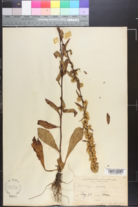 Solidago erecta image