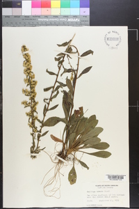 Solidago erecta image