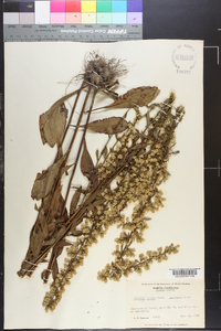 Solidago erecta image